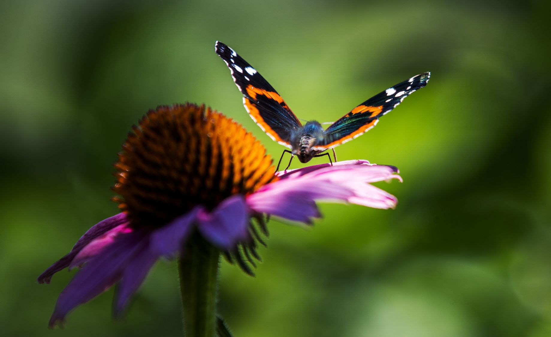 Make a butterfly craft